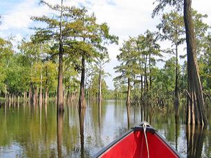 Canoeing at Moro Creek