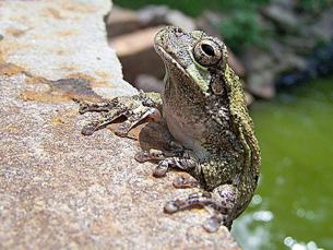 Gray Tree Frog