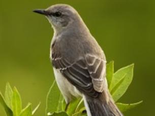 Birds in Arkansas State Parks