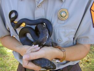 Snakes at Arkansas State Parks