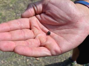Josh Larkin shows holds his brown diamond in the palm of his hand