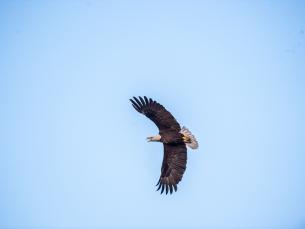 Eagle Watch Tours at Arkansas State Parks