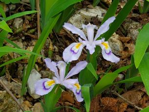 Dwarf Crested Iris Flower