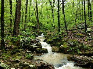 Stream at Lake Fort Smith State Park