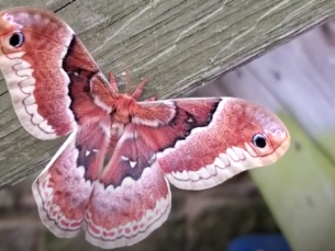 promethea silkmoth