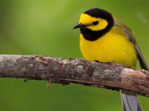 hooded warbler