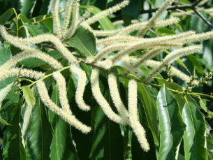 close up of Ozark chinquapin showing male catkins and female flowers