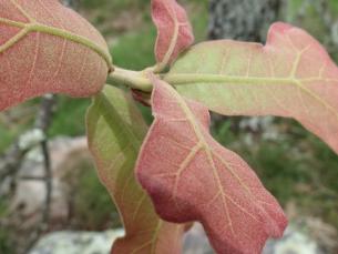 Picture of tree leaves in forest