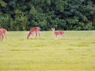 Deer grazing at Village Creek State Park
