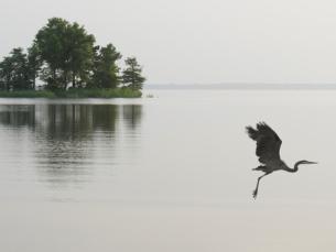 Blue heron