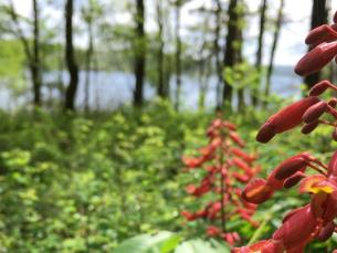 red buckeye – vertical stalk of red blossoms above large green leaves