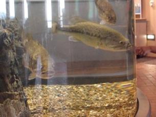 Aquarium at Lake Dardanelle State Park