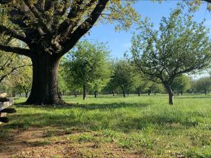 Apple orchard at Prairie Grove Battlefield State Park