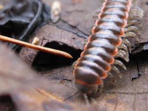 Centipede