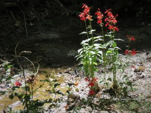 Red flowers at Logoly State Park