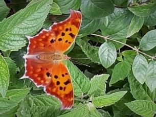  Question mark butterfly with wings spread on green leaves