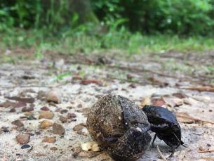 Dung beetle rolling a ball of dung at DeGray Lake Resort State Park