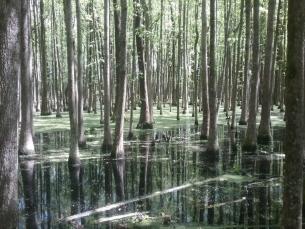 Swamp at Louisiana Purchase State Park