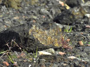 Lamproite breccia tuff rock