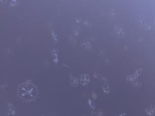 Freshwater jellyfish swimming in Lake Ponder at Crowley's Ridge State Park. They are translucent
