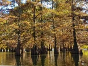Trees at Lake Chicot State Park.