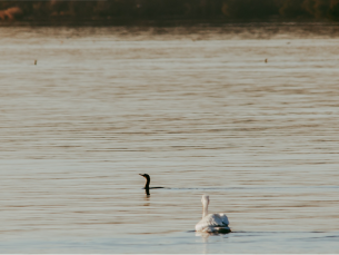 Two pelicans and a cormorant swim in the water in the foreground with other out of focus birds in the background.