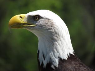 A closeup of a bald eagle. 