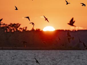 Purple Martins migrating south along Lake Ouachita at sunset