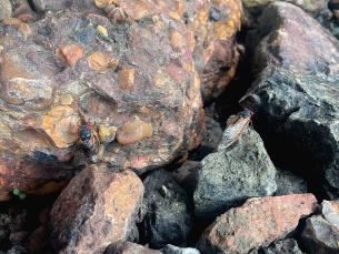 Brood XIX has emerged in Southwest Arkansas