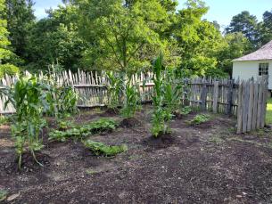 Three Sisters Garden