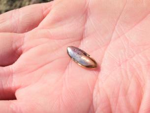 Oklahoma family finds large brown diamond at Arkansas' Crater of Diamonds State Park 