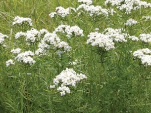 A Mint for Health and Herb Gardens: Narrowleaf Mountain Mint