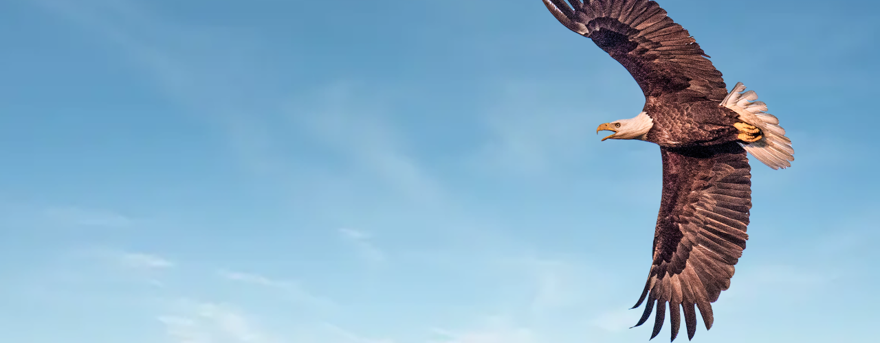 Eagle soaring over a clear blue sky at DeGray Lake Resort State Park