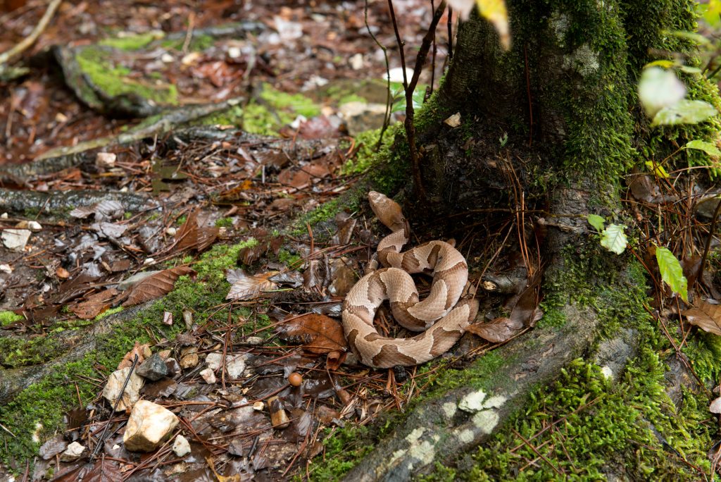 copperhead snake