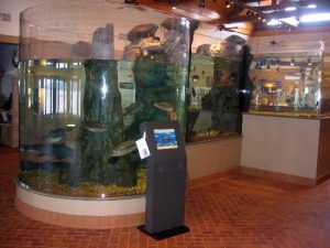 aquarium-with-interactive