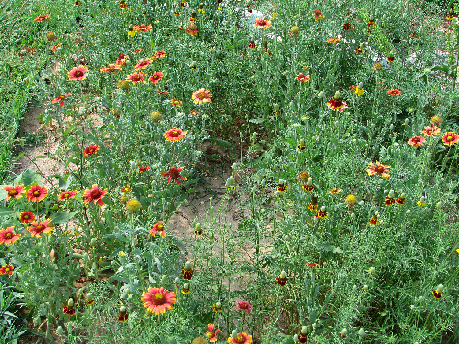 Blanket flower and Mexican Hat