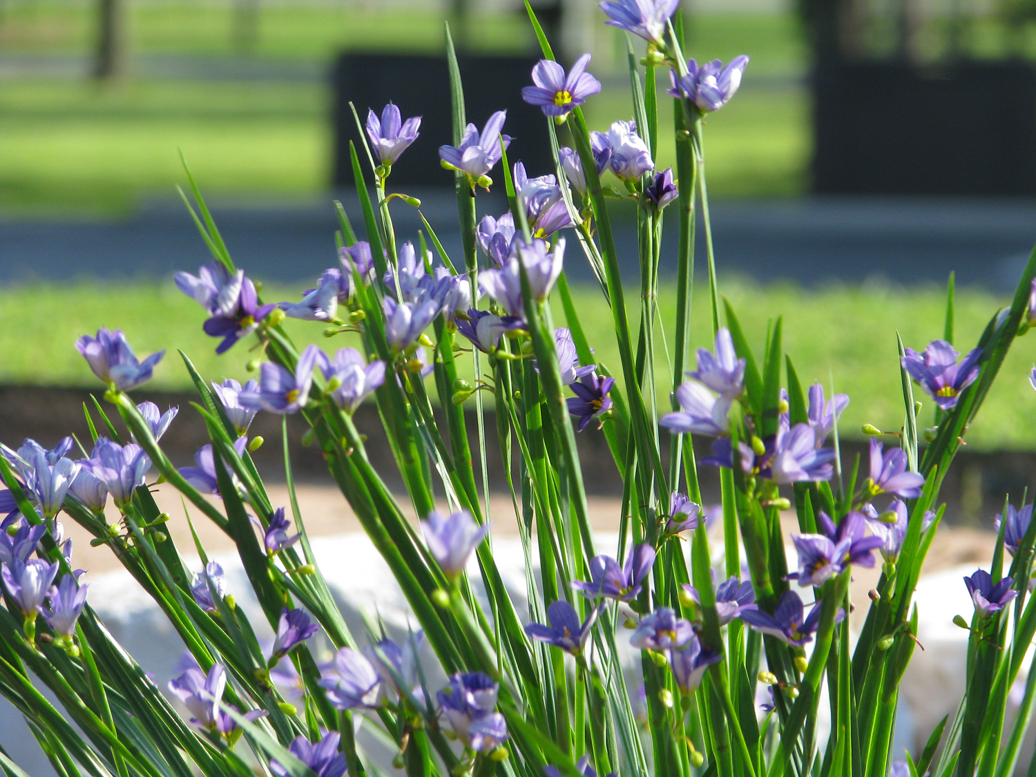 Blue Eyed Grass