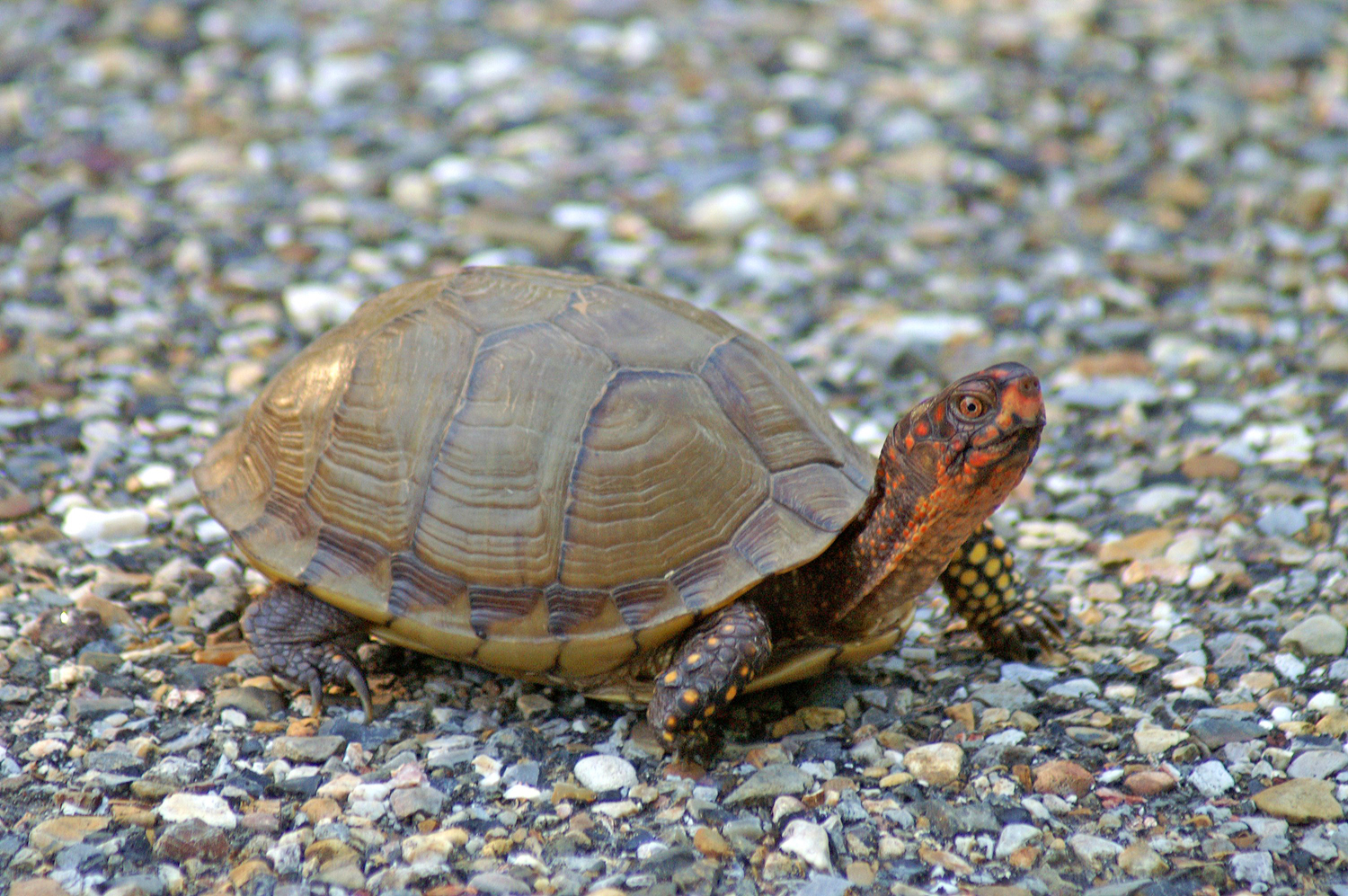 Box turtles are on the move all over Arkansas