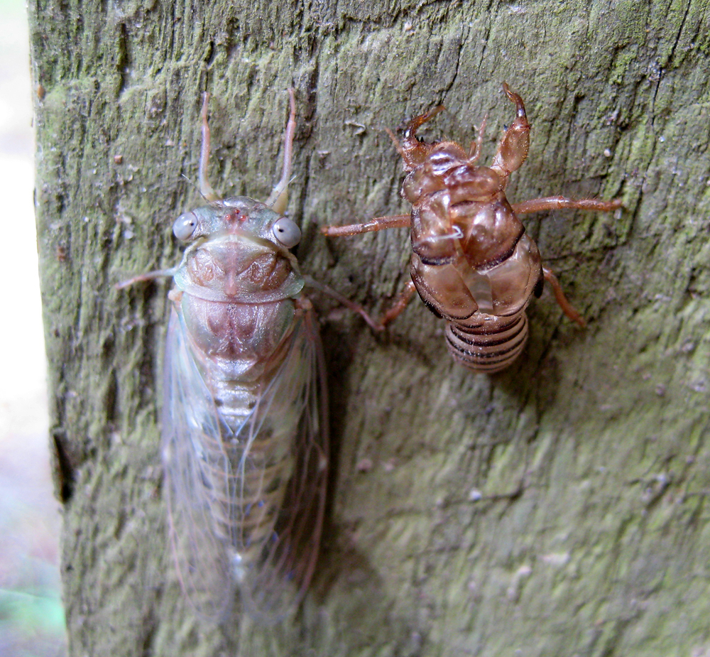 Insects, like this newly molted cicada, make an interesting addition to the song of the woods.