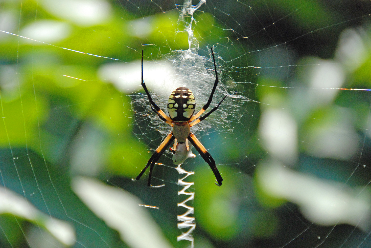Close-up of a spider seen along the Big Ben Trail seen on a hike.