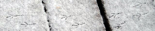 Dark-Eyed Junco tracks.