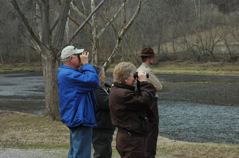 The easist way to see an eagle in the wild for your self is with the help of a park interpreter.