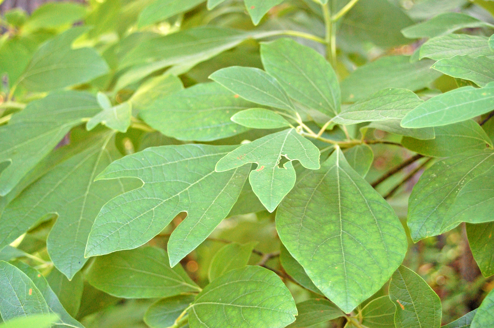 Sassafras leaves, when crushed or torn, smell slightly of lemons.