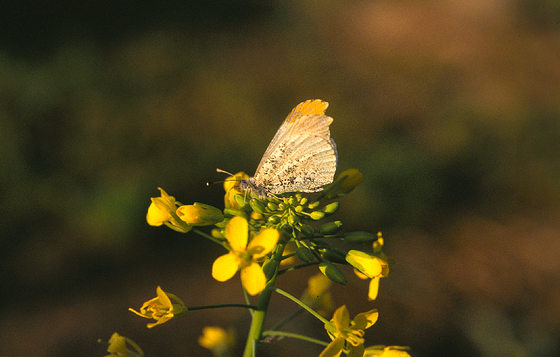 Falcate orangetip