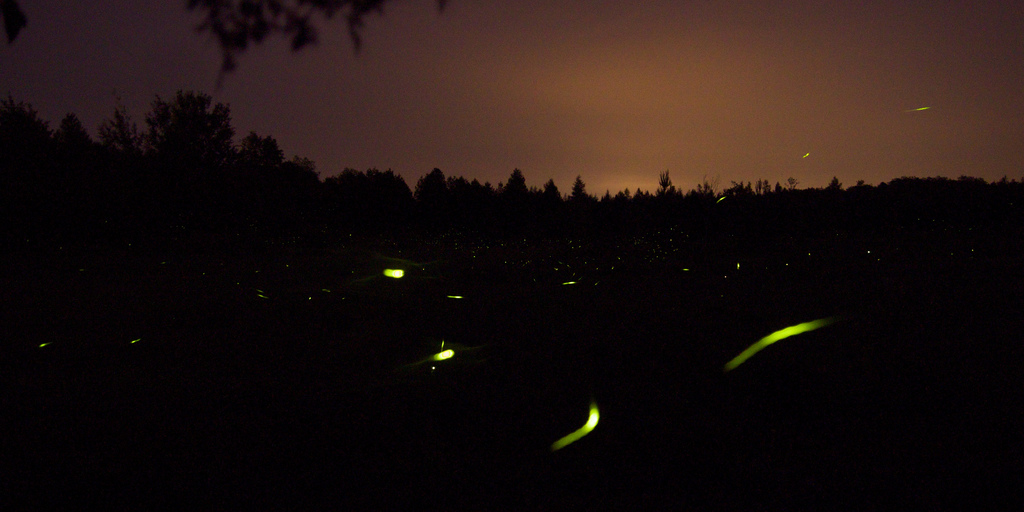 A field of lights, photo by gmnonic.