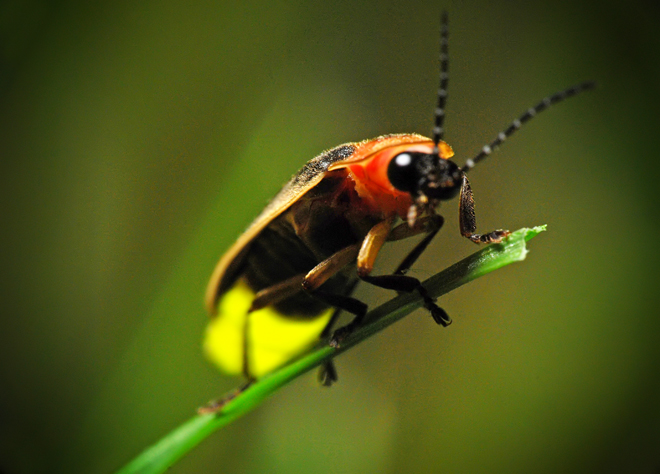 Firefly up close, photo by James Jordan.