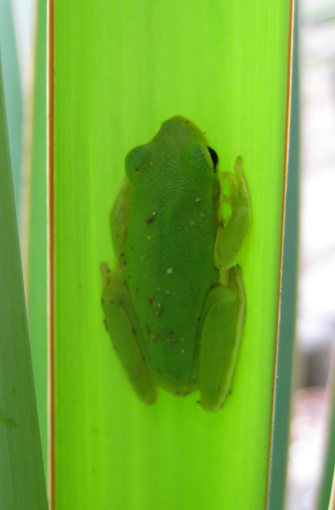 The Green Treefrog is a small frog with a big voice. 