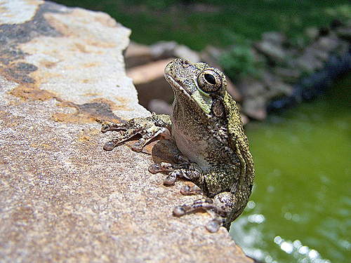 These little guys can produce quite the chorus.