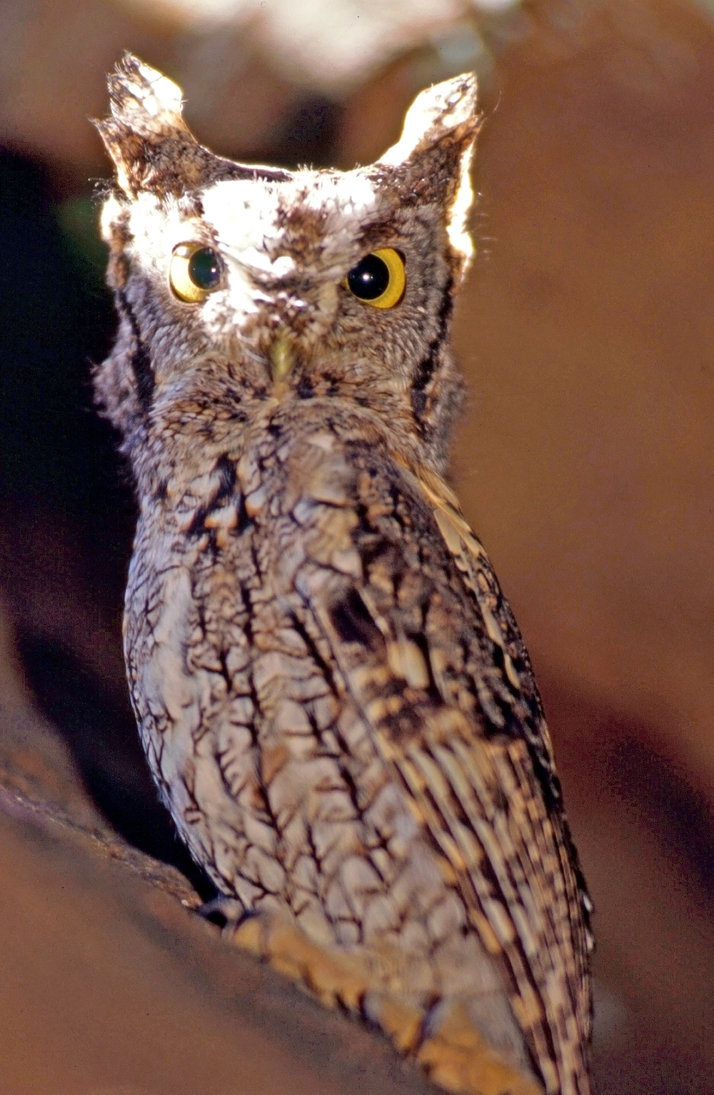 Say hello to the Grey Screech Owl.