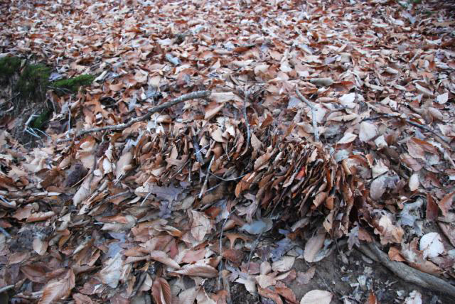 What made this pile of leaves?